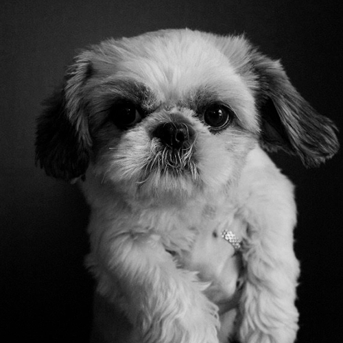 Bodil
